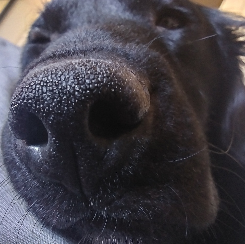 Meet your Posher, Joey